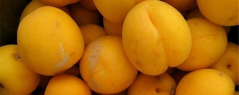 The cultivation method of apricot plum