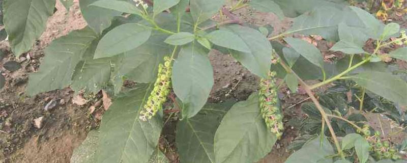 Cultivation methods of pokeweed