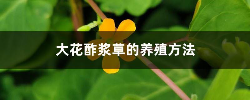 Cultivation methods of large-flowered wood sorrel