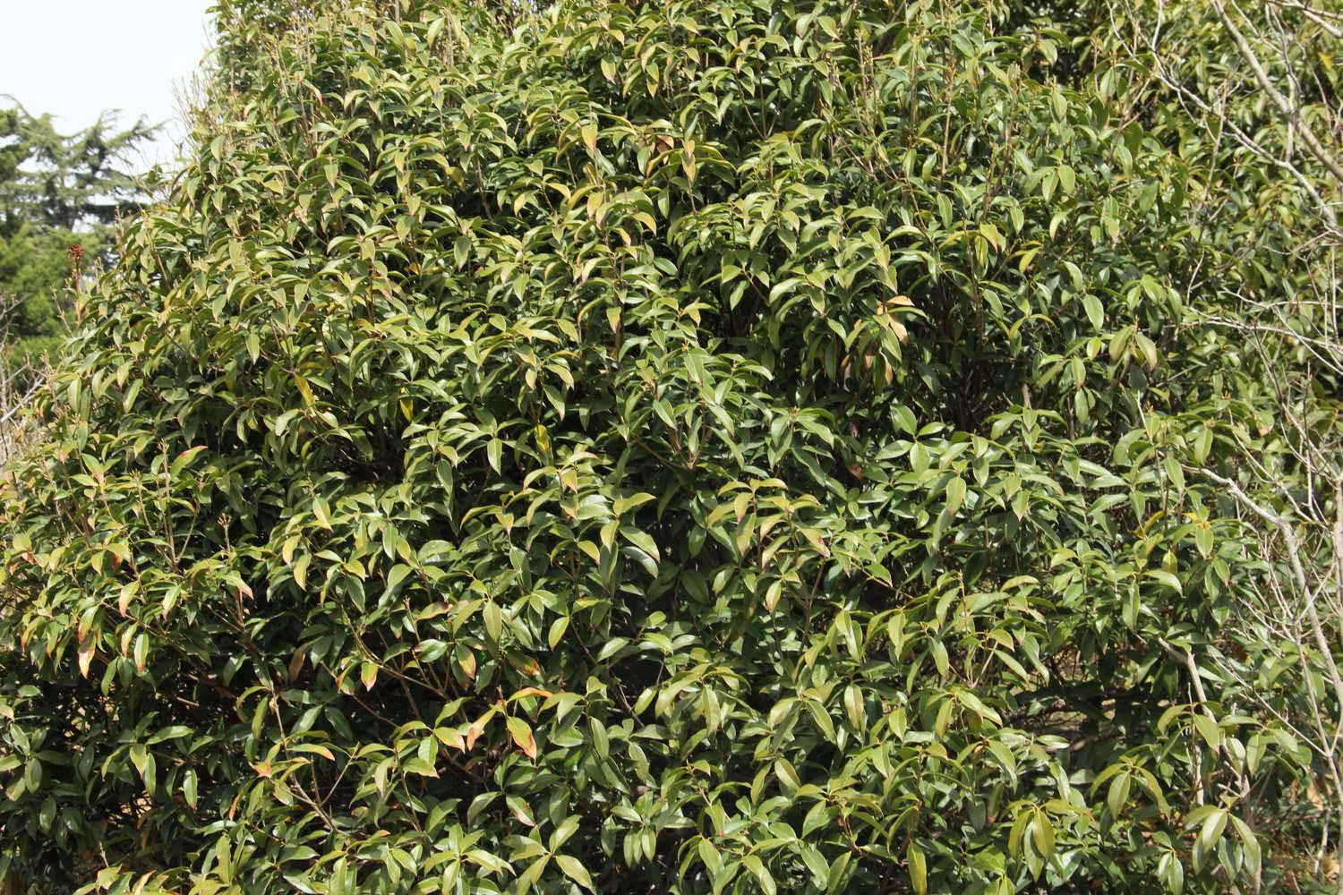 Osmanthus