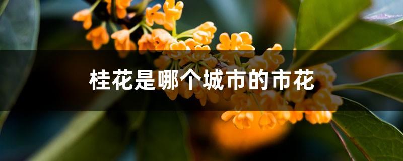 Which city's sweet-scented osmanthus is the city flower, and its blooming season