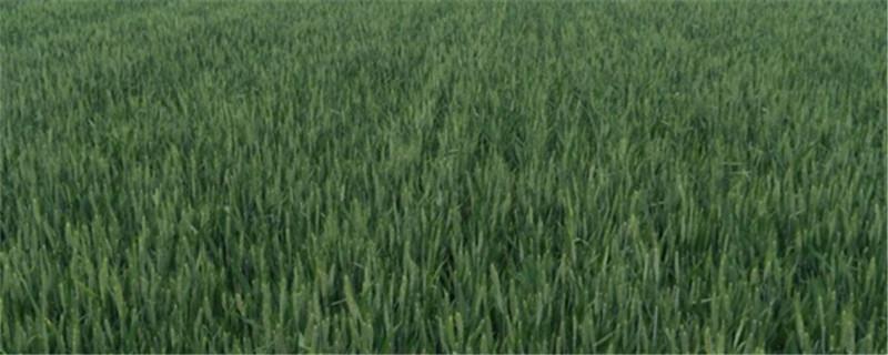 The difference between winter wheat and spring wheat