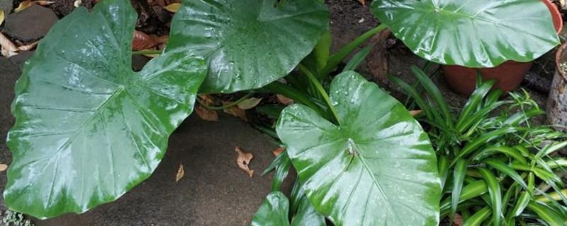 The difference between Alocasia and Dripping Guanyin, picture of Dripping Guanyin