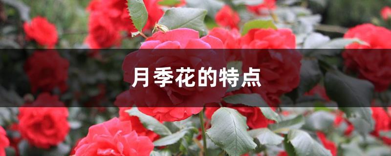 Characteristics of rose flowers, pictures of rose flowers