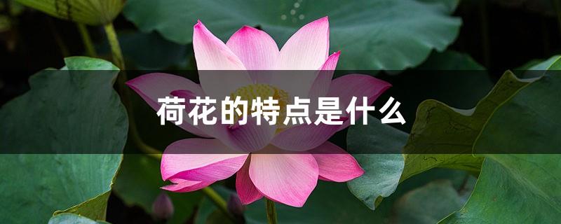 What are the characteristics of the lotus and what the lotus looks like