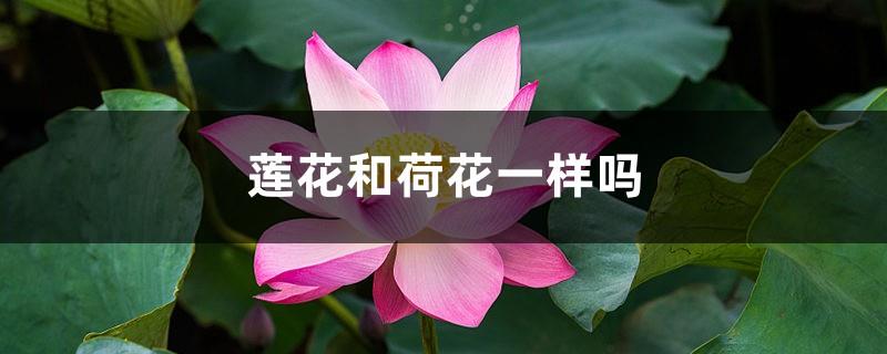 Are lotus and lotus the same, lotus pictures
