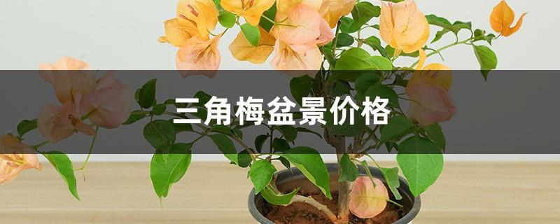 Bougainvillea bonsai prices and pictures