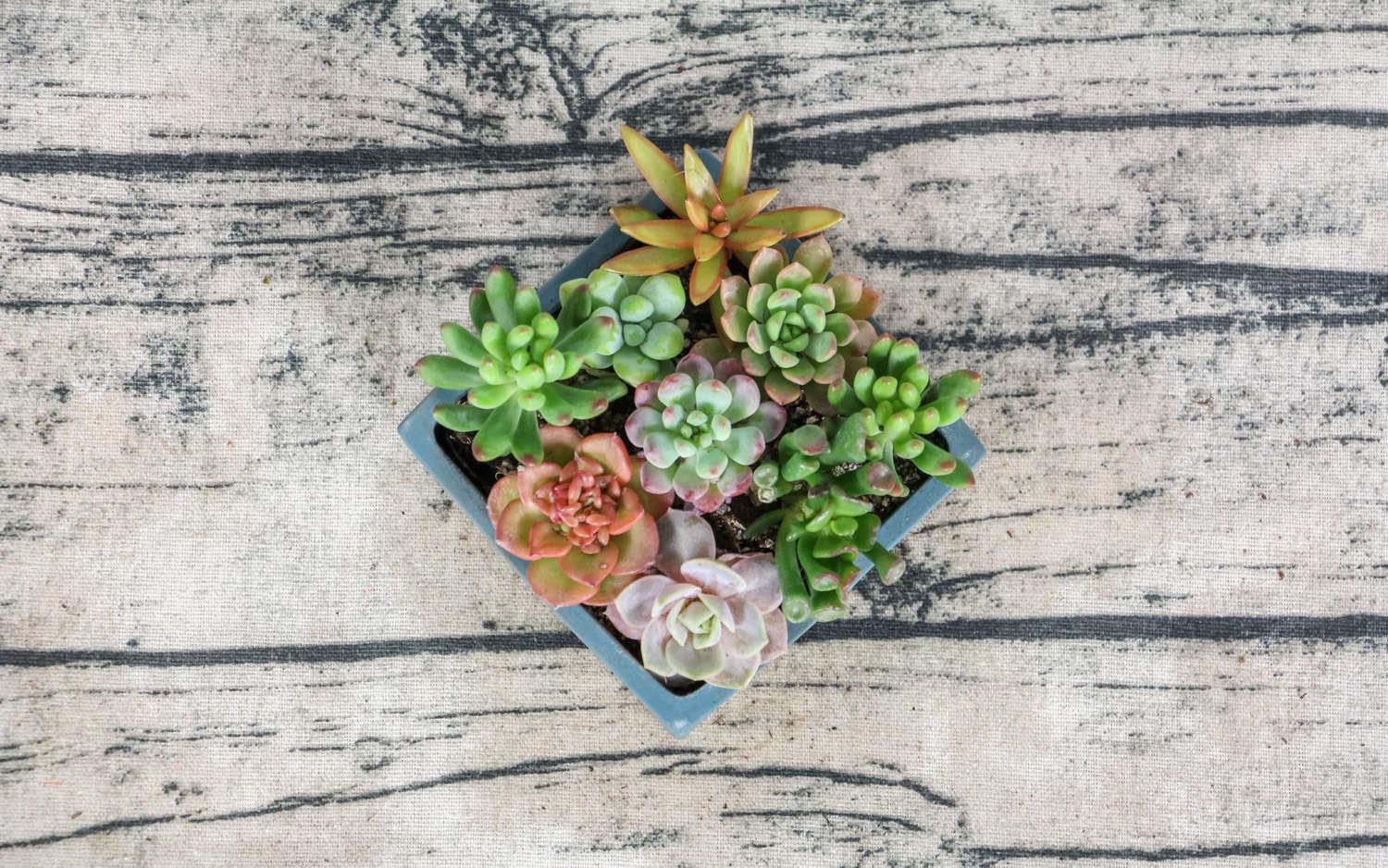 Succulents