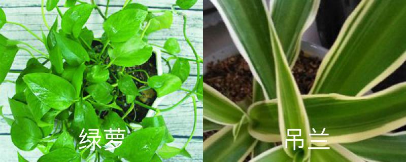 The difference between pothos and spider plant, picture of spider plant