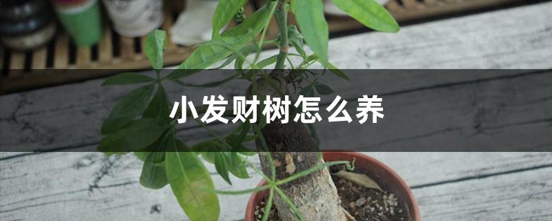 Is the small fortune tree easy to grow, how to grow it