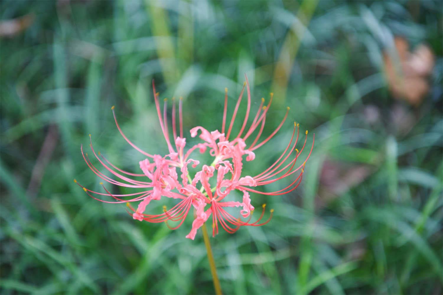 Lycoris