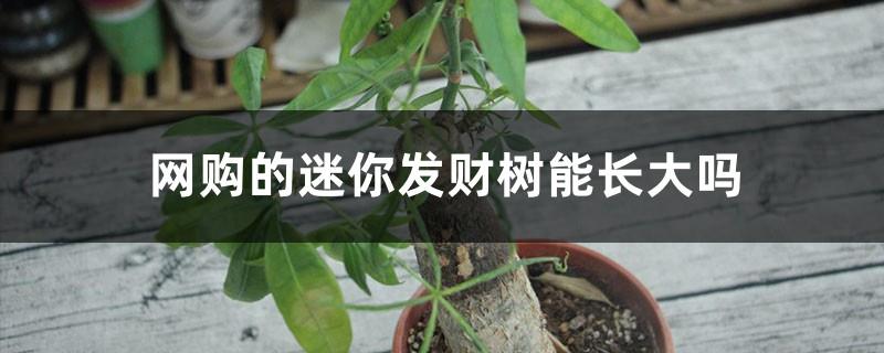 Can a small money tree grow big? Pictures of a small money tree