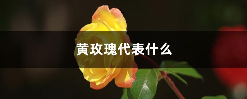 What do yellow roses represent, pictures of yellow roses