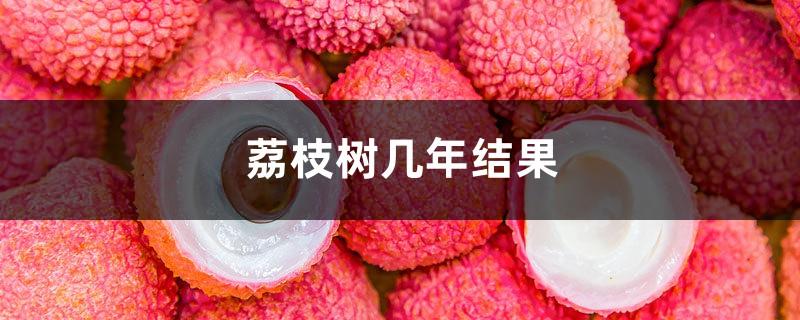 The lychee tree bears fruit in several years, lychee tree pictures