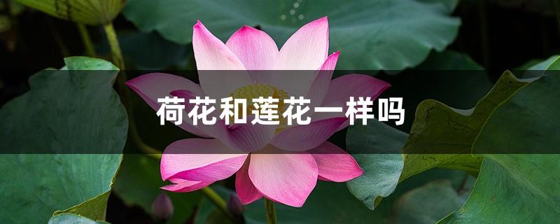 Is the lotus the same as the lotus, a picture of the lotus