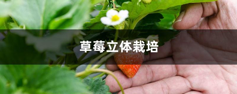 Strawberry three-dimensional cultivation, strawberry three-dimensional planting trough