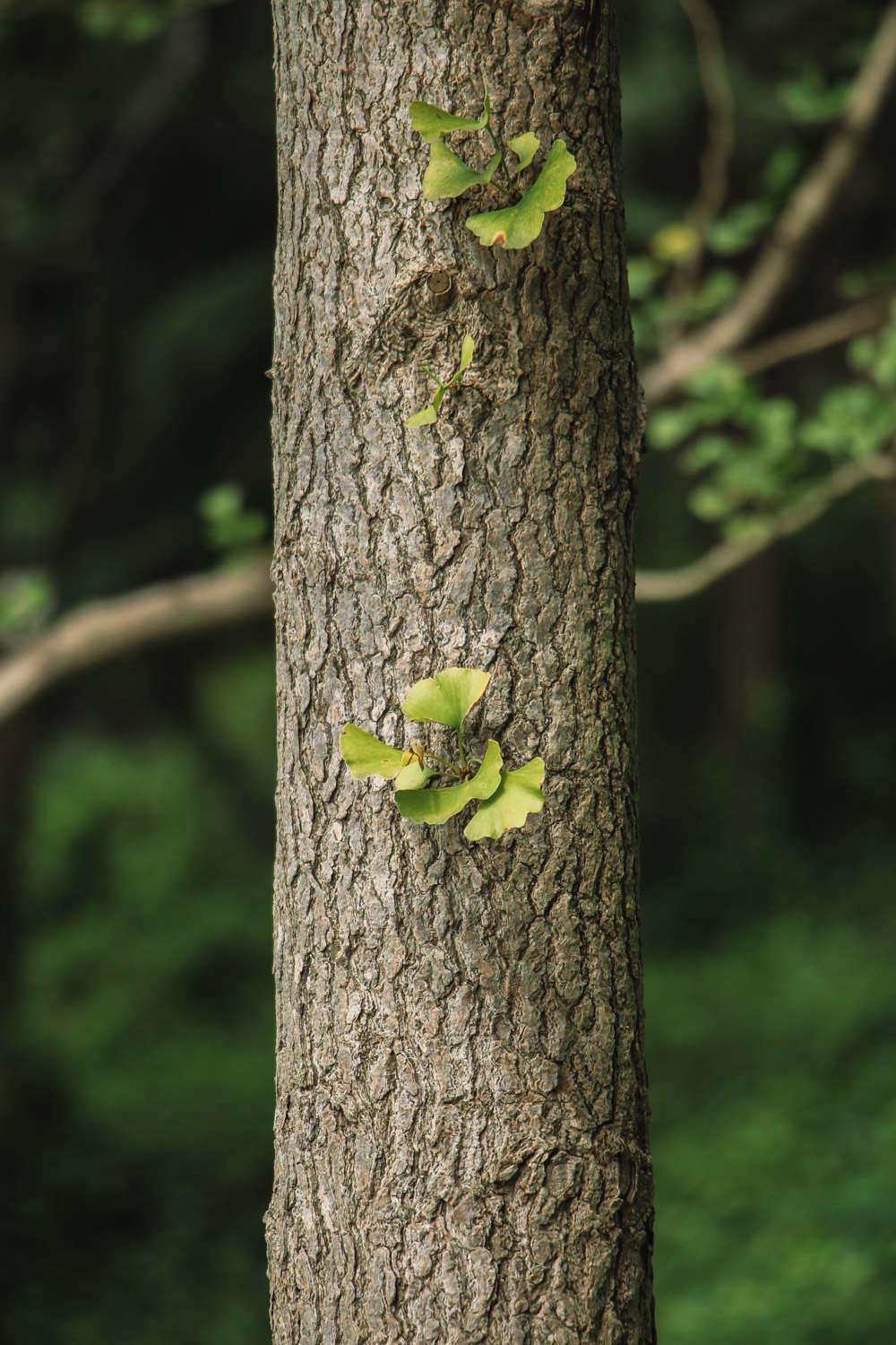 Ginkgo