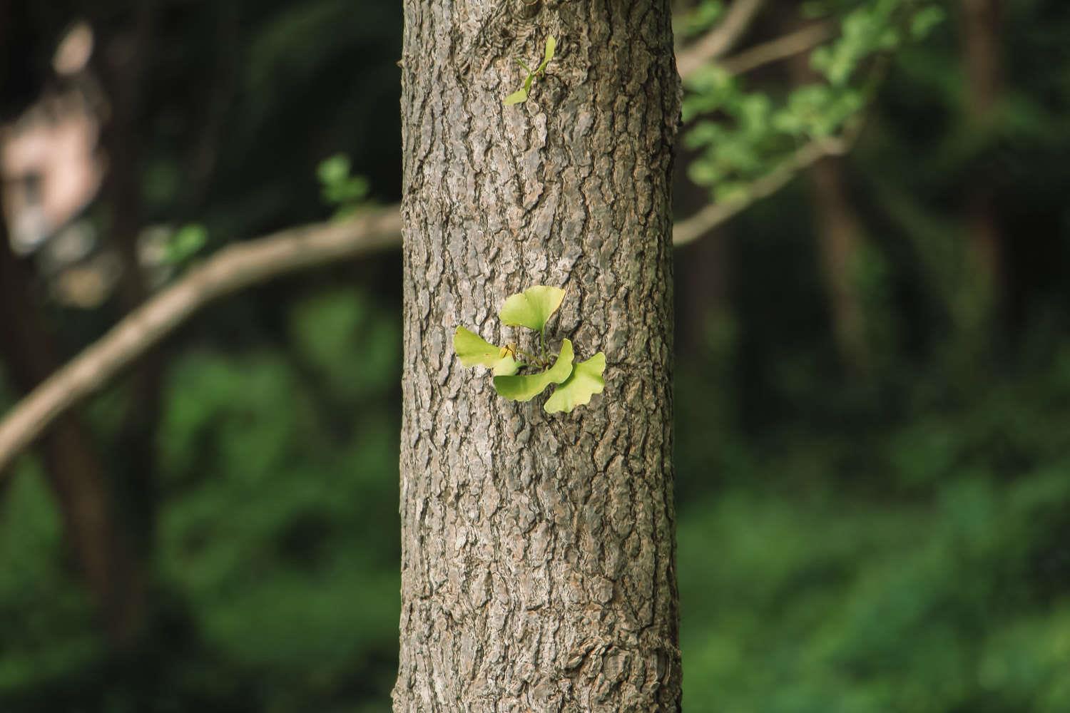 Ginkgo