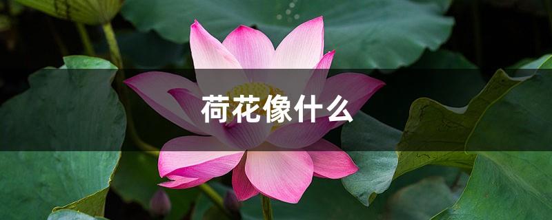 What does the lotus look like, the characteristics of the lotus