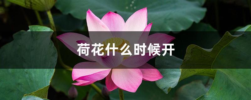 When does the lotus bloom, and what does the blooming lotus look like