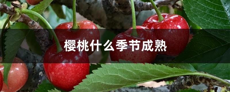 Cherry pictures, when cherries are ripe