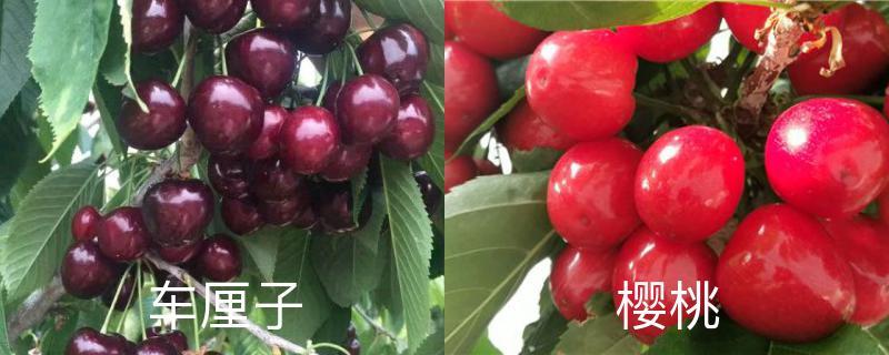 The difference between cherries and cherries