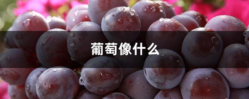 What do grapes look like, pictures of grapes