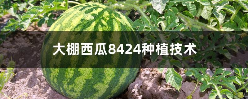 Watermelon 8424 planting technology in greenhouse, what is the typical yield of watermelon per mu