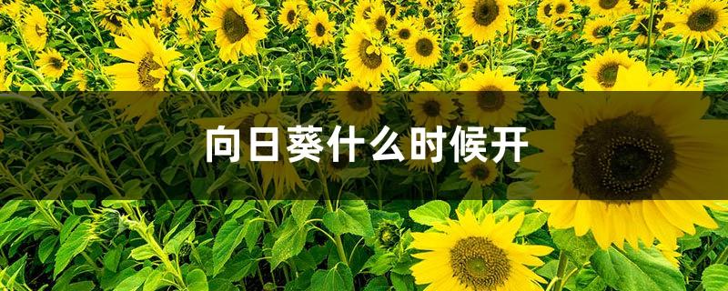 Sunflower flowering period, what season are sunflowers