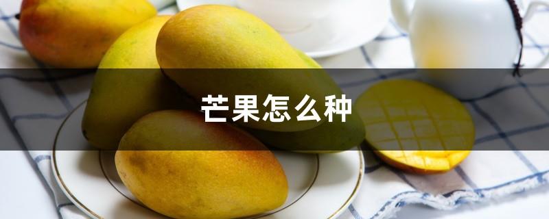 How to grow mango, mango pictures