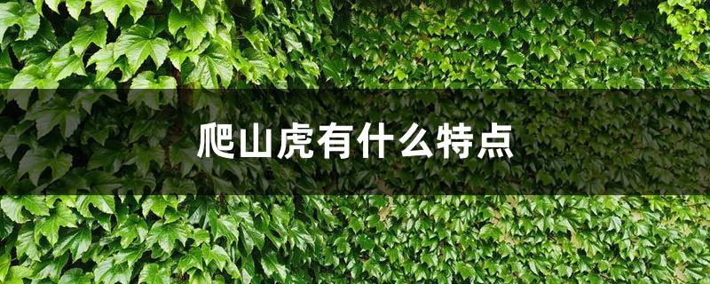 What are the characteristics of the ivy, a complete collection of ivy pictures
