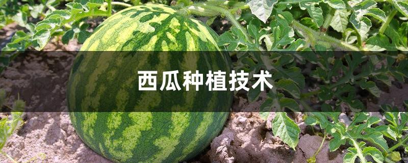 Watermelon planting technology, when to plant watermelon