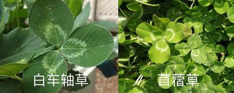 The difference between white clover and alfalfa, is white clover a four-leaf clover