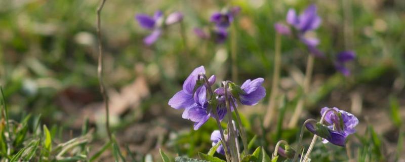 The difference between groundweed and groundweed