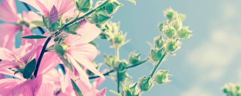 The difference between hollyhocks and hibiscus