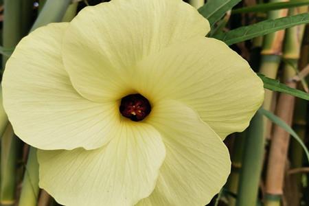 Yellow Hollyhock