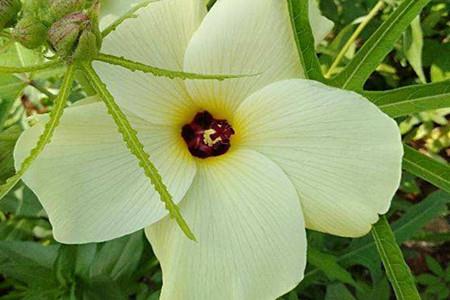 Yellow Hollyhock