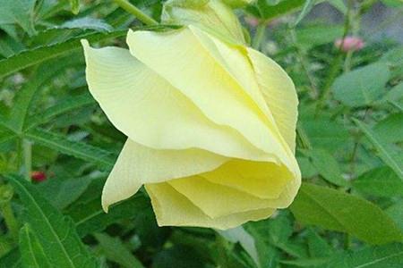 Yellow Hollyhock