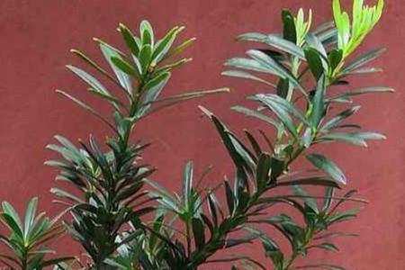 Podocarpus