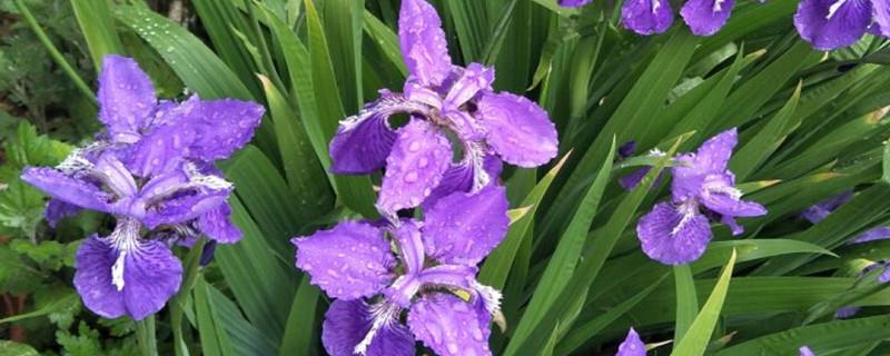 The difference between German iris and iris