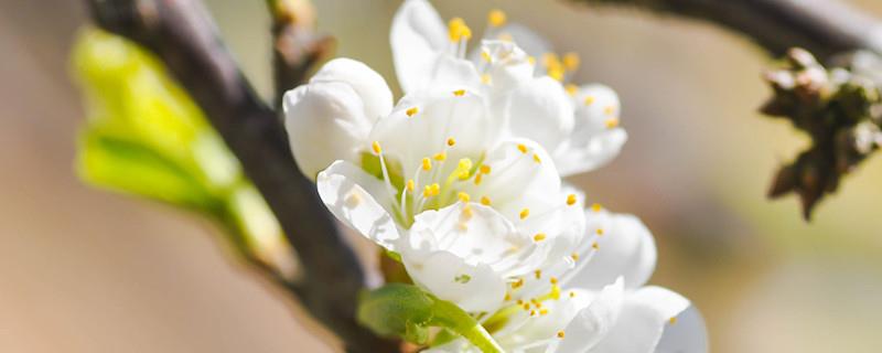 The difference between plum blossoms and elm-leaf plums