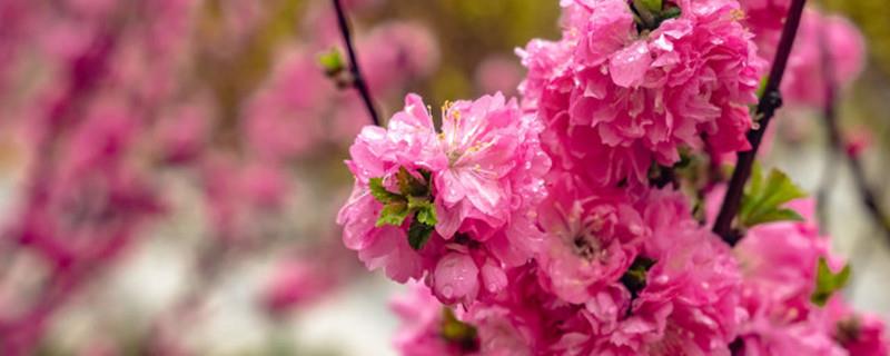 The difference between plum blossoms and plum blossoms