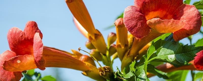 The difference between Lingxiao flower and kapok