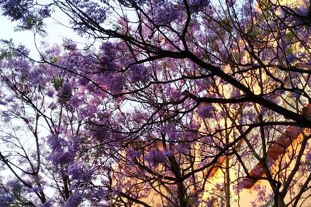 Jacaranda