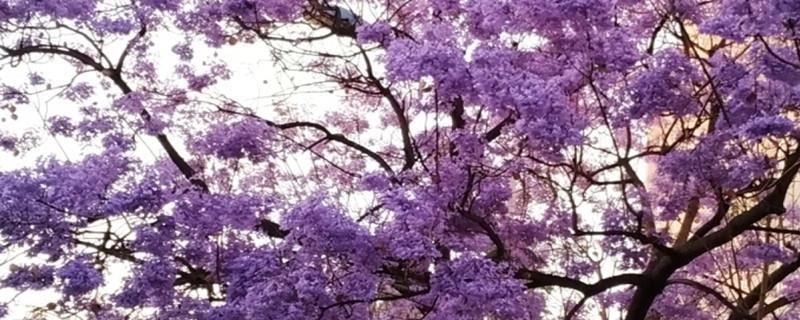 The difference between Jacaranda and Jacaranda