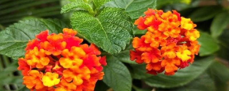 The difference between lantana and beauty cherry