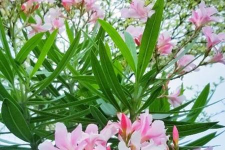 Oleander