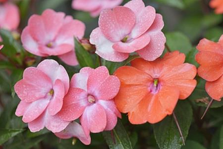  Impatiens