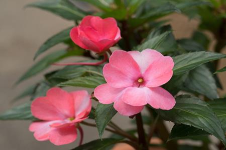  Impatiens