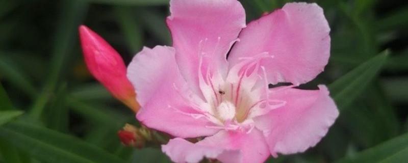 The difference between impatiens and oleander